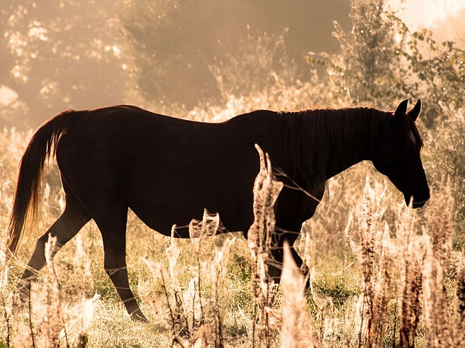 CALVADOS_CHEVAL&amp;BRUME30©CALVADOS-TOURISME_LIBRE