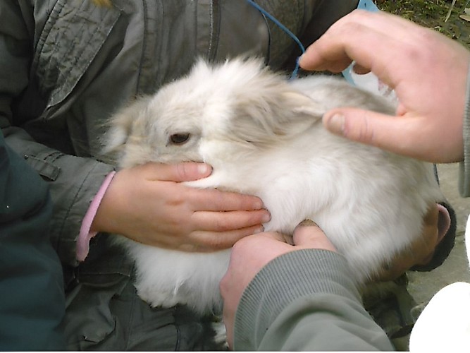 La ferme de découverte à Anctoville