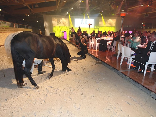 dressage-de-chevaux-au-Pole-International-du-Cheval