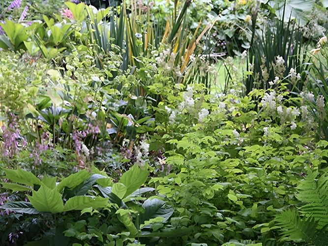 Jardin d'Alison Sykes à Viessoix (TIS7)