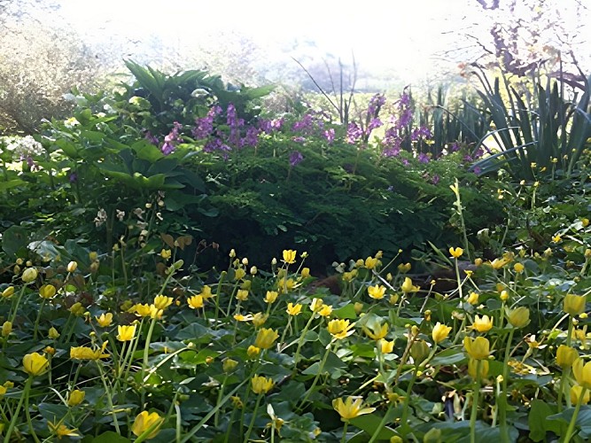 Jardin d'Alison Sykes à Viessoix (TIS8)