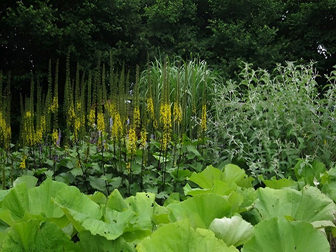 Jardin d'Alison Sykes à Viessoix (TIS9)