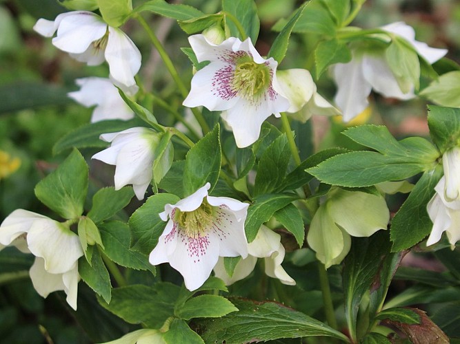 Balade botanique au Château de Reviers