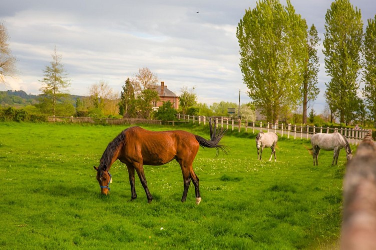 Chevaux