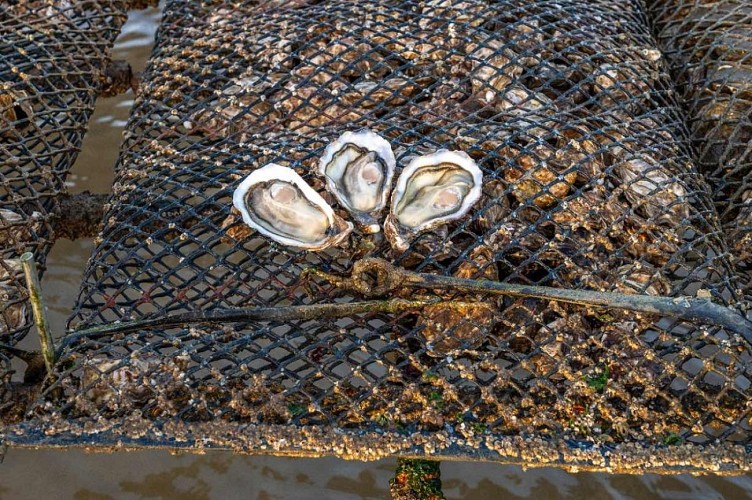 Huîtres sur les parcs