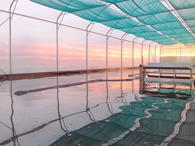 Bassin-spiruline-du-Pays-d-Auge