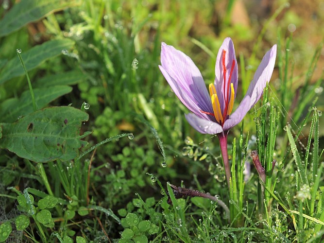 Crocus_Safran_©philippe-schaeffer