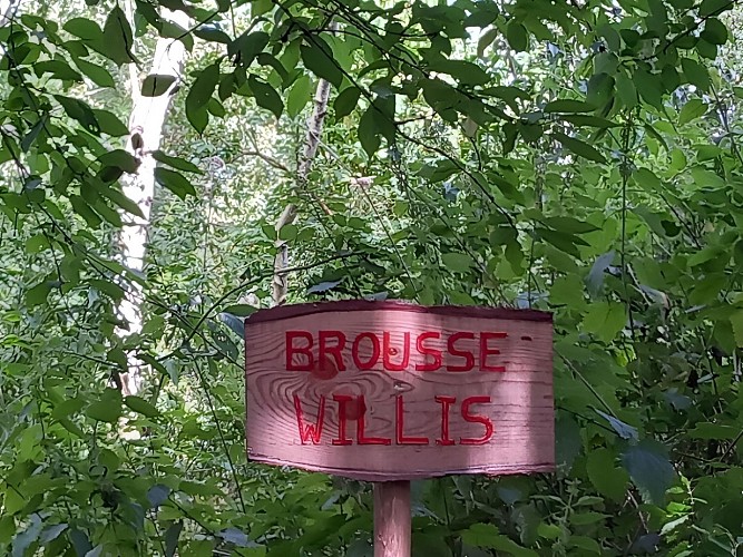 Brousse Willis