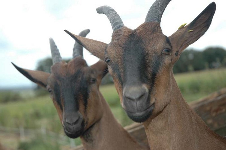 Saint-Hilaire-Petitville_Chèvrerie du Mesnil_little goats