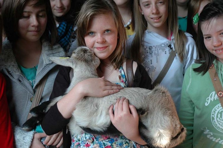 Saint-Hilaire-Petitville_Chèvrerie du Mesnil_visite groupe à la ferme_2