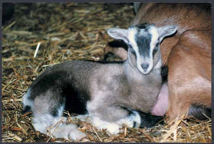 Chèvrerie du Mesnil - St Hilaire Petitville