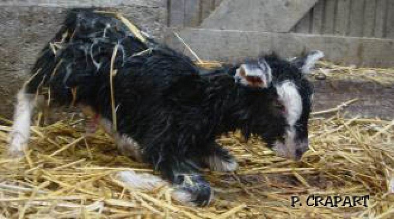 Gathemo_La Manchevrette_mise-bas