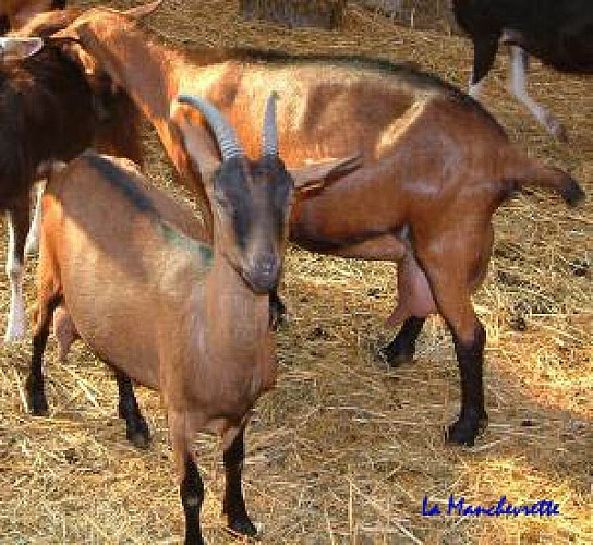 Gathemo_La Manchevrette_alpine