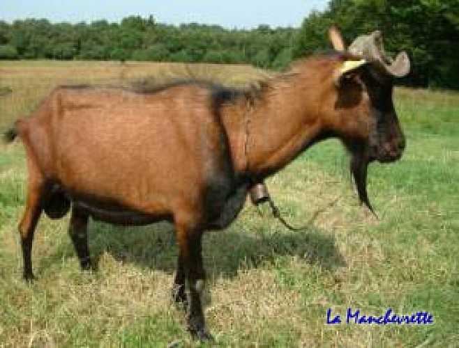 Gathemo_La Manchevrette_bouc-alpin