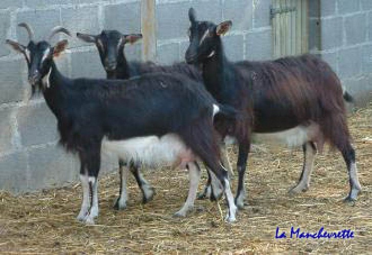 Gathemo_La Manchevrette_poitevine