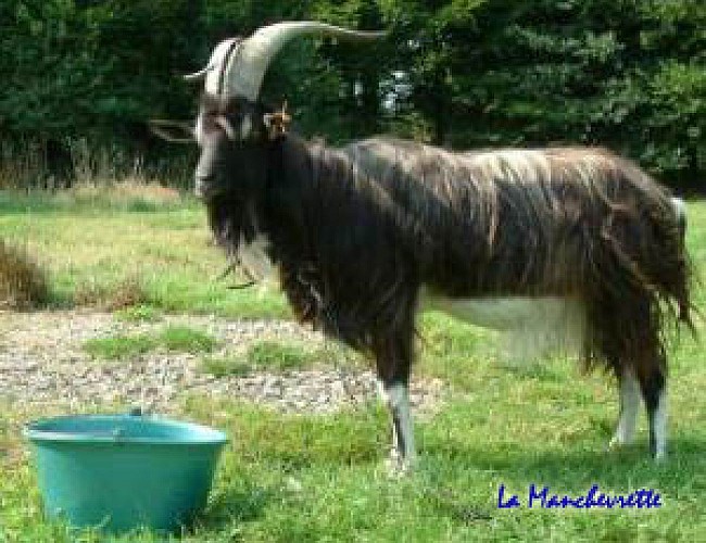 Gathemo_La Manchevrette_bouc-poitevin