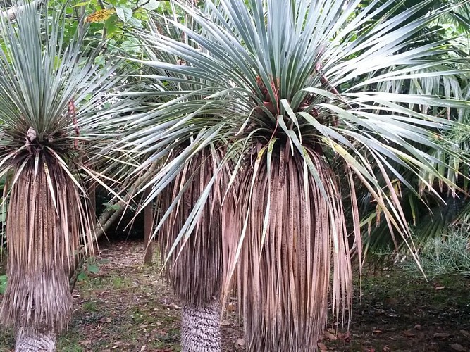 anneville-en-saire-jardin-du-bourg (3)