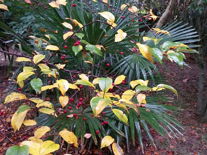 anneville-en-saire-jardin-du-bourg (4)