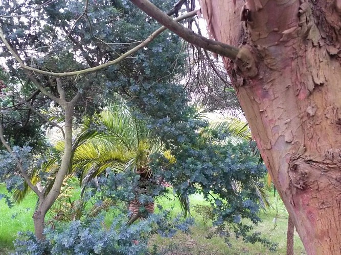 anneville-en-saire-jardin-du-bourg (6)