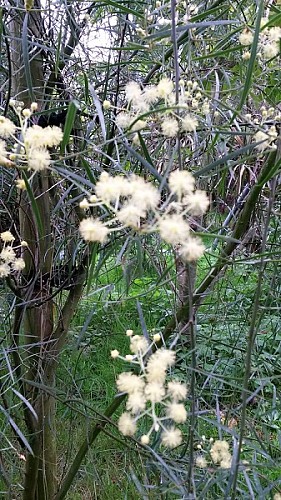 anneville-en-saire-jardin-du-bourg (5)