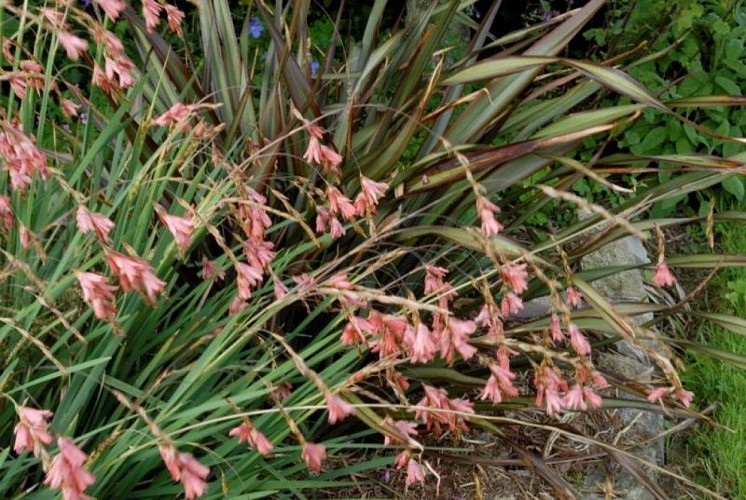 Hardinvast_Jardin Le 22 de la Fournellerie