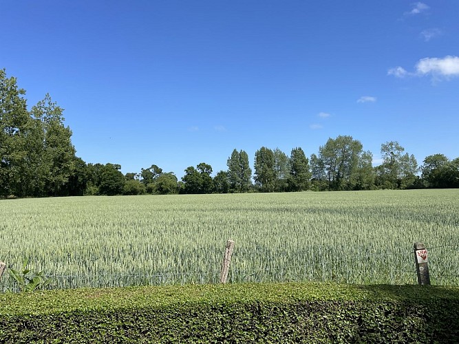 Champs Airfield A8 - PICAUVILLE