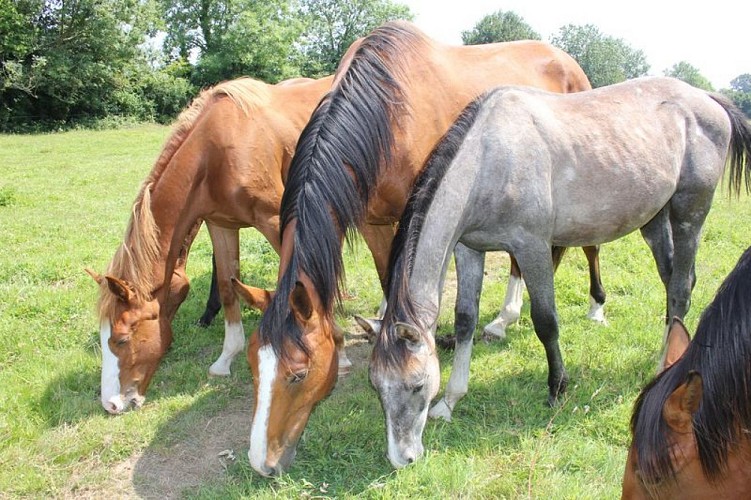 Elevage Belmanière [800x600]