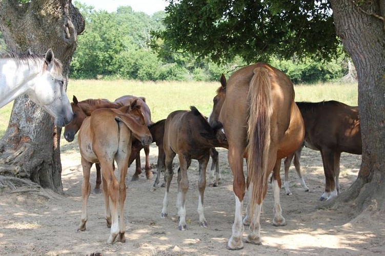 Elevage Belmanière1 [800x600]