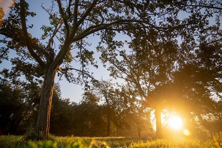 auvers-maison-herout-verger©Xavier-Lachenaud-Attitude Manche