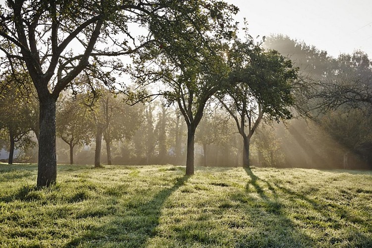 auvers-maison-herout-verger©Maison Hérout