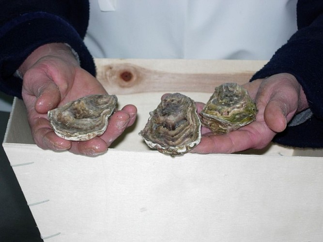 fermanville-huitres-la-belle-fermanvillaise@christine-follet (1)