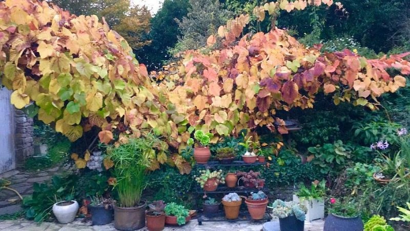 portbail-jardin-de-paule-2