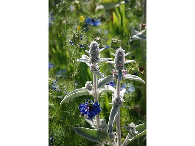 Jardin Perché dans le Perche