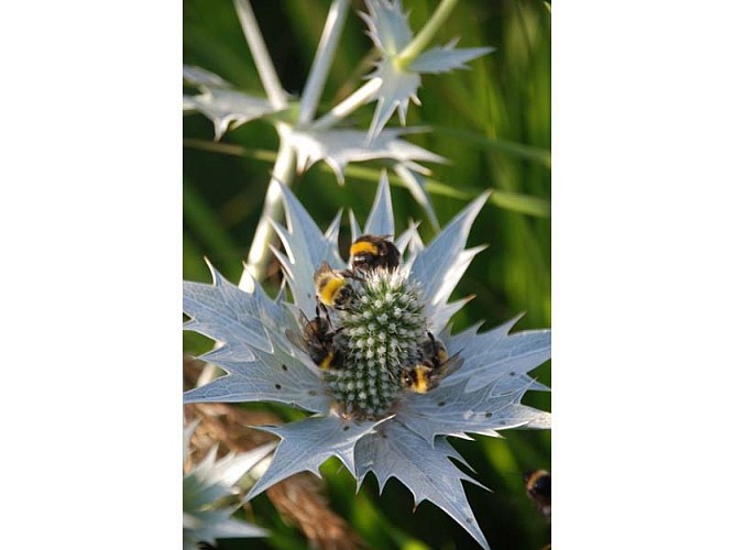 Jardin Perché dans le Perche