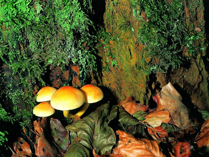 Champignons 