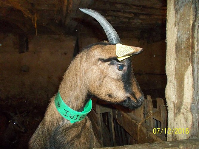 Chevrerie des fosses 2 ©chevrerie des fosses