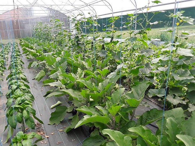 Saint-Vaast-du-Val---Jourdain---ferme-du-clos-masure-du-Petit-Caux