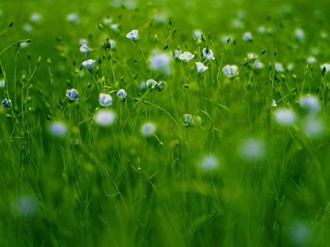 TERRE DE LIN COOPERATIVE LINIERE - Saint Pierre le Viger