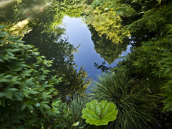 Grigneuseville-jardin agapanthe-2016©SMA-H