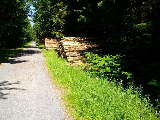 forêt de cerisy Chemin Calvados
