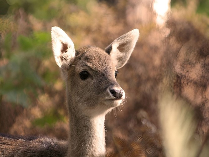 Faon forêt Calvados