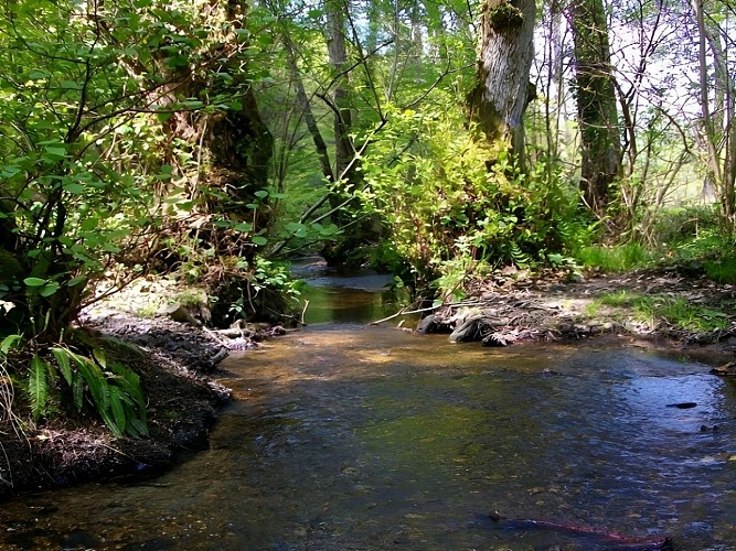 foret de cerisy Ruisseau
