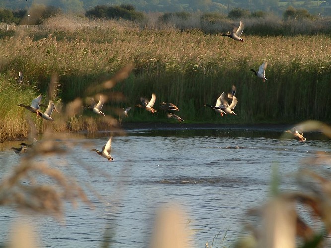 Parc naturel régional des Marais du Cotentin et du Bessin