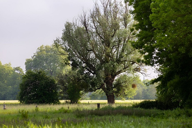 Paysage bocager dans le marais de l'Orne et de la Noë.