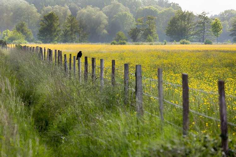 Prairie fleurie dans le marais de l'Orne et de la Noë.