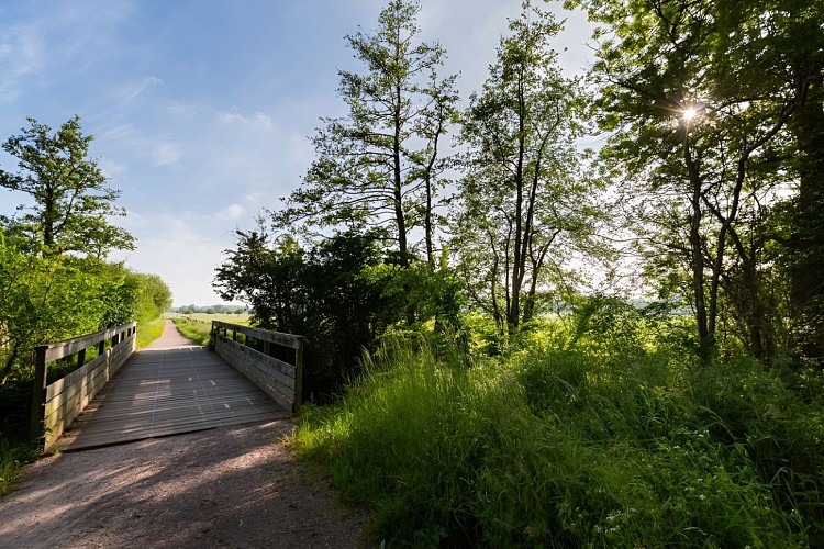 Sentier pédestre dans le marais de l'Orne et de la Noë. / © Thierry Houyel