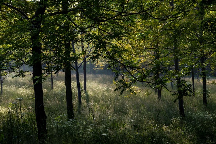 Prairie boisée de la vallée de l'Odon. / © Thierry Houyel