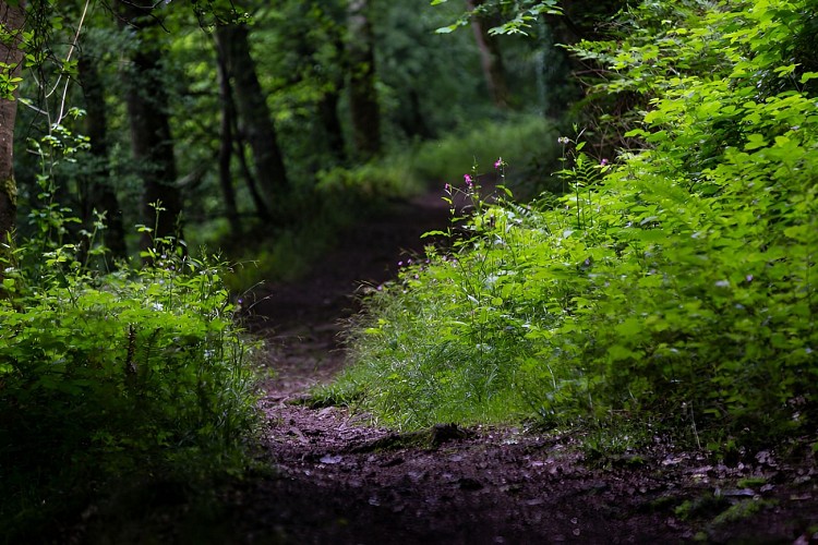 Sentier forestier dans la vallée de l'Odon. / © Thierry Houyel