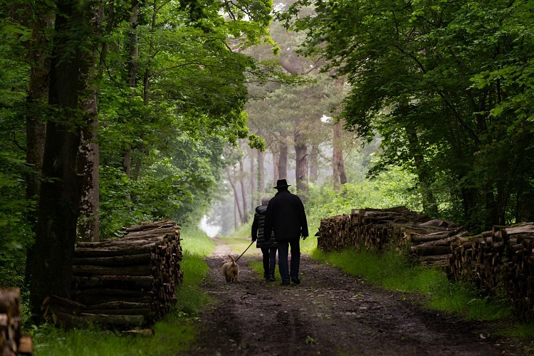 Promeneurs dans le bois de Jean Bosco à la vallée de l'Odon. / © Thierry Houyel