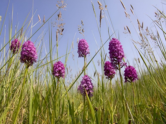 Anacamptis pyramidalis